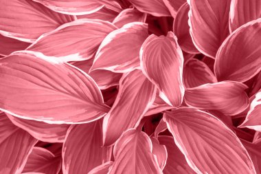 Hostta undulata bitkisinin taze yapraklı doğal sakız arka planı