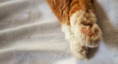 Düz yatıyordu. Kumaş zemin üzerinde kedi pençeleri ve kopyalama alanı vardı.. 