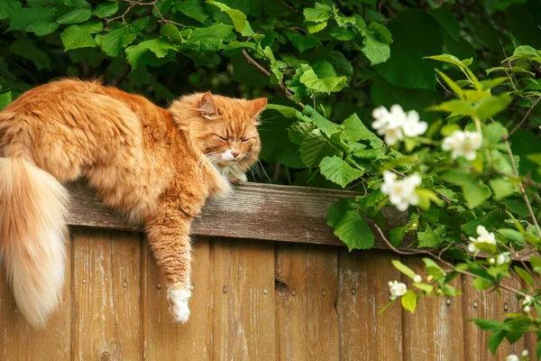 El retrato de gato doméstico rojo durmiendo en la cerca entre el follaje. — Foto de Stock