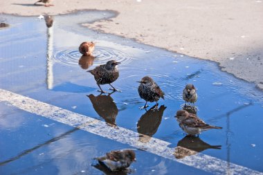 Starlings ve serçeler