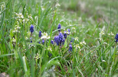 Yağmur ormanı çayırda sonra bahar çiçekleri