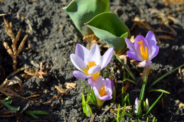 Parlak çiğdemler bahçe Alp Hill