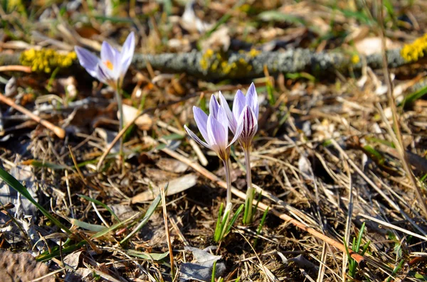 A tavaszi crocus-meadow gyönyörű trió — Stock Fotó