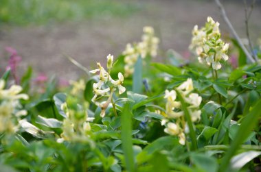 Sarı bahar çiçekleri yakın çekim