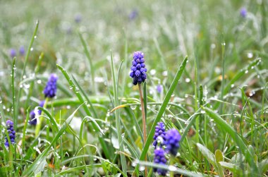 Muscari bahar yağmur sonrası temizleme bir ormanda