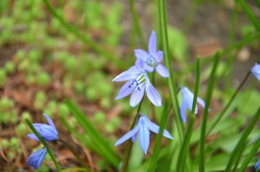 Scilla çiçek yakın çekim bahar