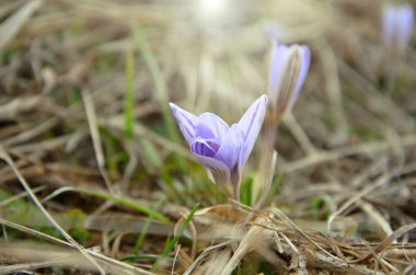 Orman glade ve bahar crocus güneşin