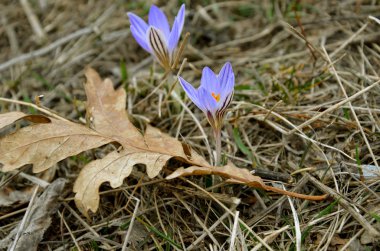 Çiğdemler ve kuru meşe yaprak yay