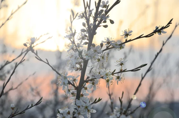 Flowering branch in soft light with flare — Stock Photo, Image