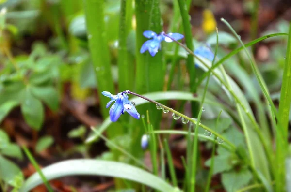 Kék tavaszi virág szára a harmat csepp — Stock Fotó
