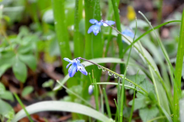 Scilla virágok tavaszi harmat — Stock Fotó