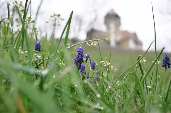 Kék tavaszi virág a harmat a háttérben a régi ház — Stock Fotó