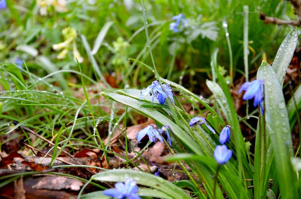 이 슬의 봄 숲 씰 라 부시 — 스톡 사진