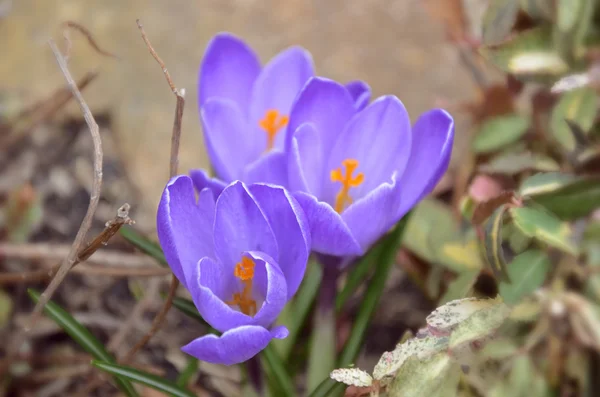 A kert területén három lila crocus — Stock Fotó