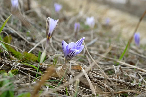 Egy csomó lila krókuszok a tavaszi rét — Stock Fotó