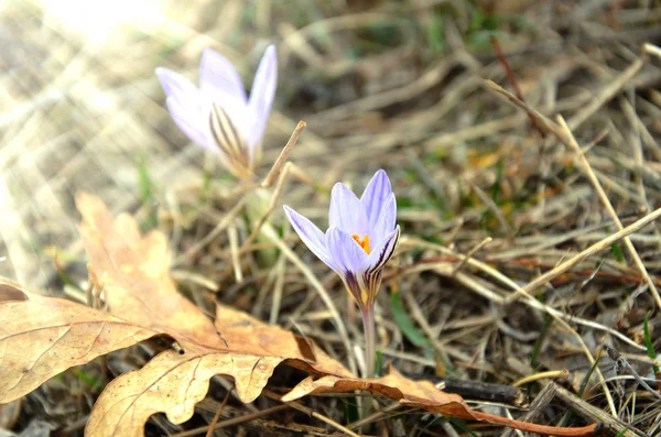 크 로커 스와 건조 오크 잎 봄 — 스톡 사진