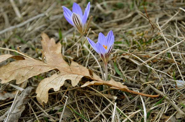Çiğdemler ve kuru meşe yaprak yay