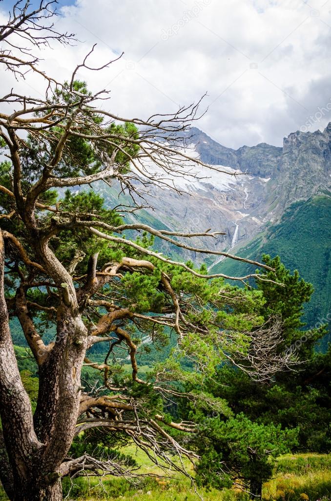 Caucasus pine on the mountains backround