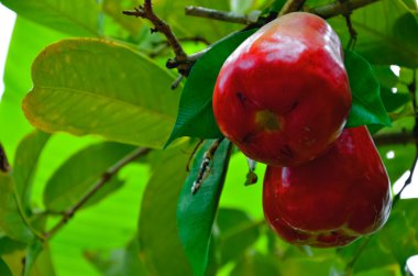 Kırmızı kaju fruitage 