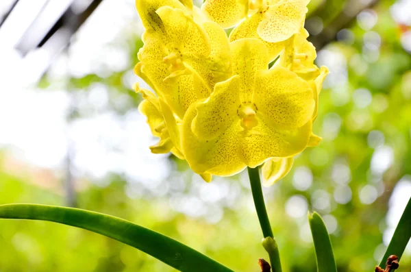 Muchas orquídeas amarillas —  Fotos de Stock