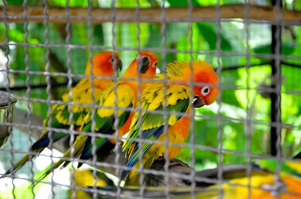 Kafesteki renkli papağanlar — Stok fotoğraf