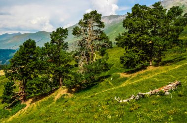 Kafkas Dağları yamacında yeşil ağaç
