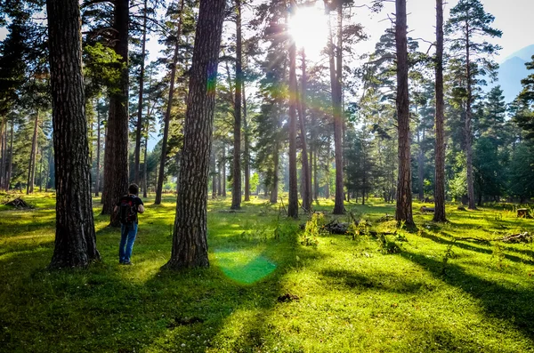 Um viajante em uma floresta banhada pela luz do sol — Fotografia de Stock