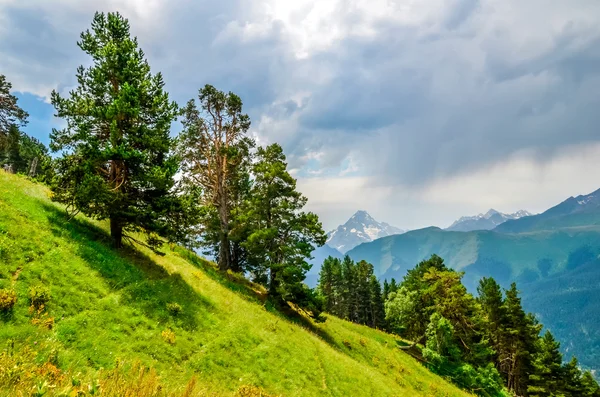 Zöld fák, a lejtőkön a hegyek a háttérben — Stock Fotó