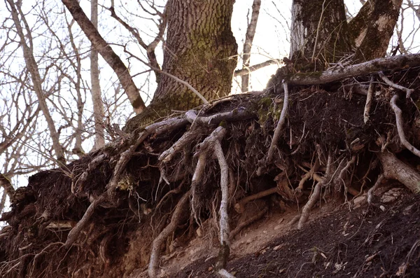 Blote wortels uit de grond steken — Stockfoto