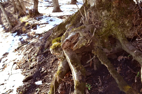 Raízes na floresta de primavera e neve derretida — Fotografia de Stock