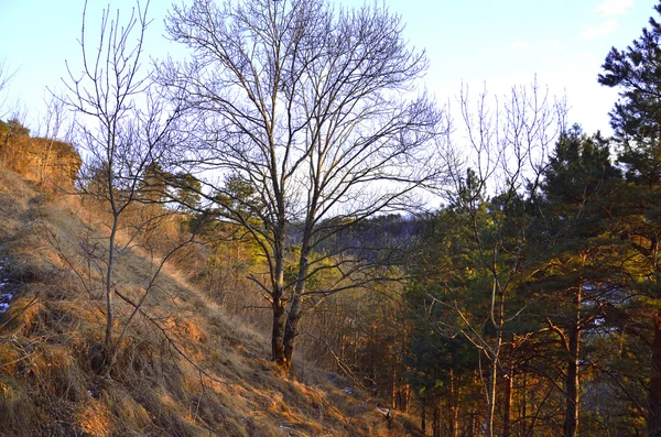 Diffondere albero su una collina al tramonto — Foto Stock