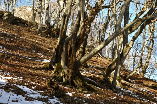 Árboles creciendo en la montaña y el aguanieve de primavera —  Fotos de Stock