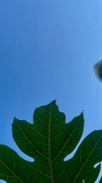 mavi gökyüzü arka planında yeşil yapraklar