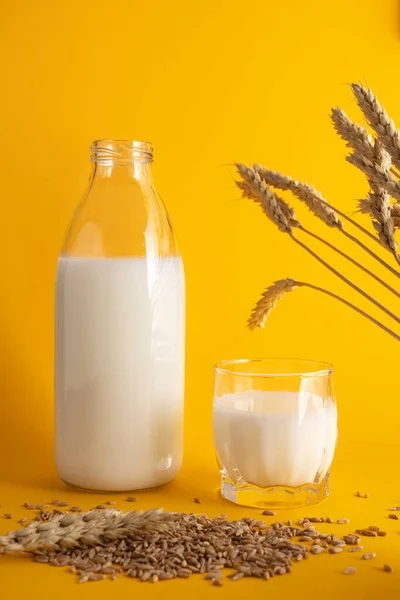 Leche vegetal de trigo — Foto de Stock