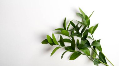 Beyaz arka planda yeşil Rus Kasabı