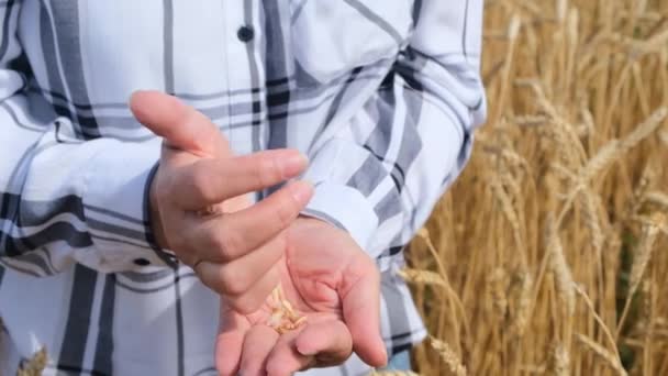 Σπόροι σιταριού στο χέρι — Αρχείο Βίντεο