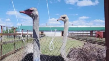 african ostrich behind a fence on a farm