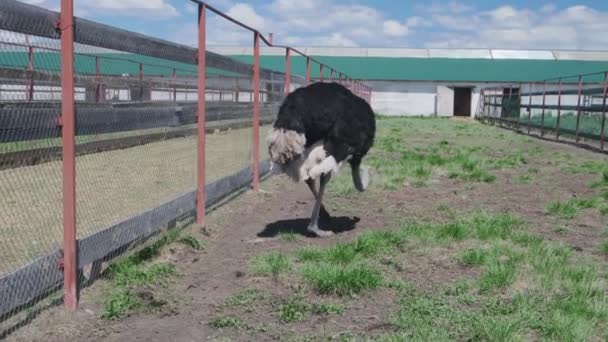 Avestruz detrás de una cerca en una granja — Vídeos de Stock