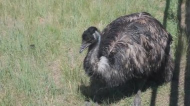 Emu ostrich resting on a farm