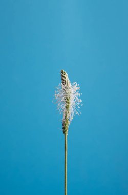 Mavi bir arka planda Bitki Psyllium