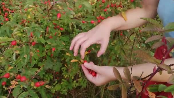 Woman Her Hands Collects Crop Wild Rose Hips Bush Forest — Stock Video