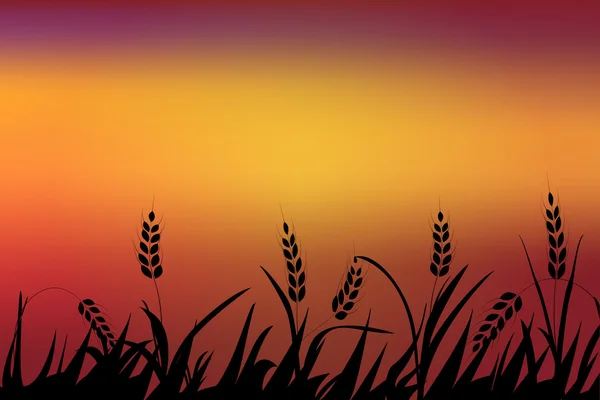 收获。农业。小穗的小麦。自然背景 — 图库矢量图片