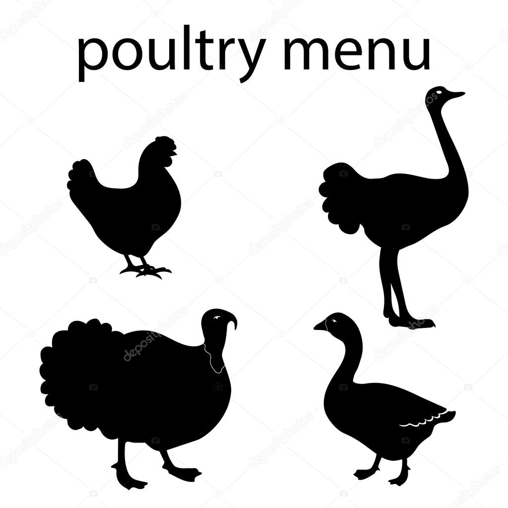 Domestic bird. Poultry menu. Poultry silhouette. Set goose, turkey, chicken, ostrich. — Stock