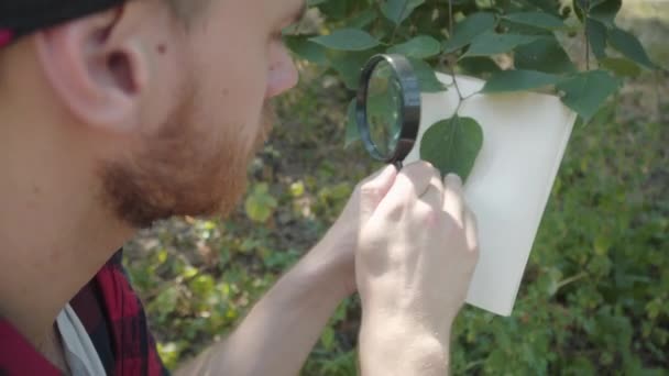 Primer plano del hombre joven absorbido examinando la hoja verde en el fondo del papel blanco. Ecologista caucásico concentrado usando lupa como viaje en el bosque de verano. — Vídeo de stock