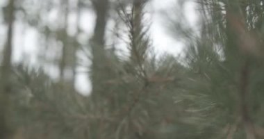 Rack odak noktası arka plandan öne yeşil kozalaklı dallar boyunca gider. Çam ya da köknar ağaçları açık havada, baharda ya da sonbahar günü bulutlu olur. Doğa konsepti. Sinema 4k ProRes Merkezi.
