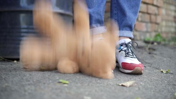 Närbild av nalle faller på asfalt vid fötter av ung kvinna i sneakers. Oigenkännlig vit dam släppa leksak utomhus i förorten slum. — Stockvideo
