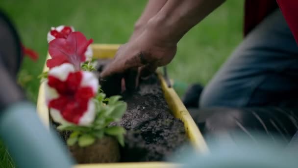 Vedere laterală a mâinilor afro-americane care plantează flori în sol umed. Un tânăr de nerecunoscut plantează plante frumoase în oală în aer liber în grădină. Conceptul de amenajare peisagistică și floristică . — Videoclip de stoc