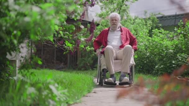 Portré vidám fogyatékos idős férfi gördülő kerekesszék a napos nyári kertben mosolyogva. Széles lövés magabiztos, fehér idős férfi nyugdíjas élvezi szabadidő szabadban. Fogyatékosság és életmód — Stock videók