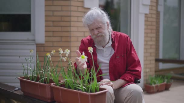 Sad disabled senior Caucasian man touching withered fade flowers in pot outdoors. Portrait of frustrated depressed paraplegic retiree alone on sunny summer day. Aging and disability concept. — 图库视频影像