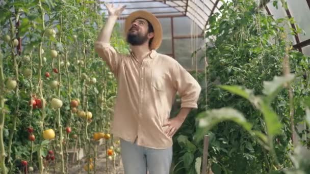 Expert male farmer juggling tomato looking at camera standing in sunny greenhouse. Portrait of satisfied successful Caucasian man posing in hothouse indoors. Agriculture and farming concept. — ストック動画